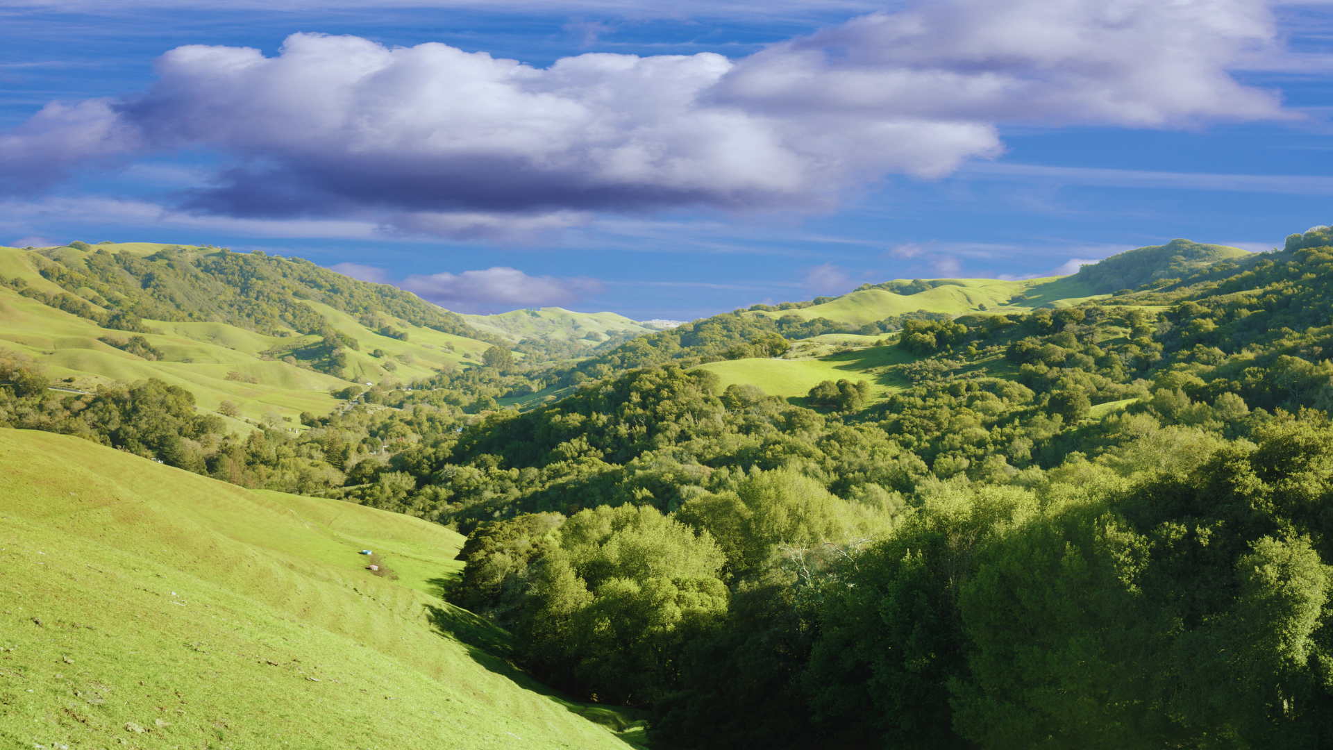 A lush green hillside with trees and grass on a cloudy day