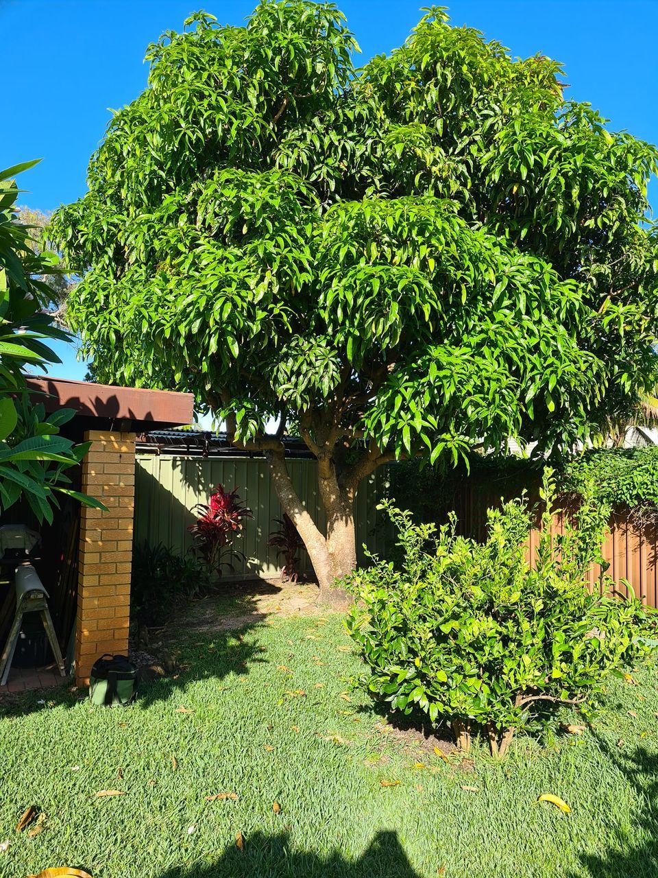 Large Tree in a Backyard — Lawn Care in Umina Beach, NSW