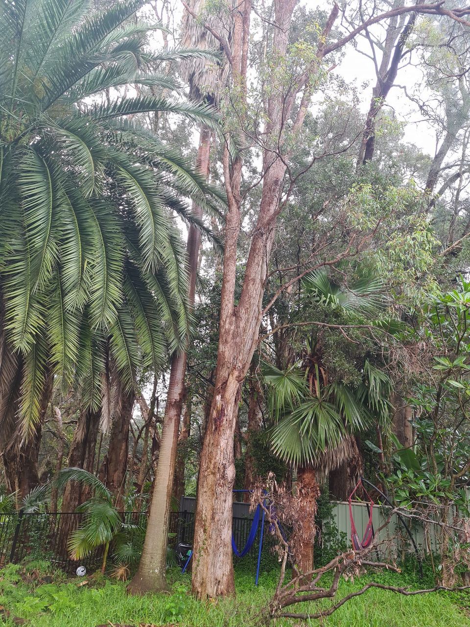 Trees and Foliage, Including Palms — Lawn Care in Umina Beach, NSW