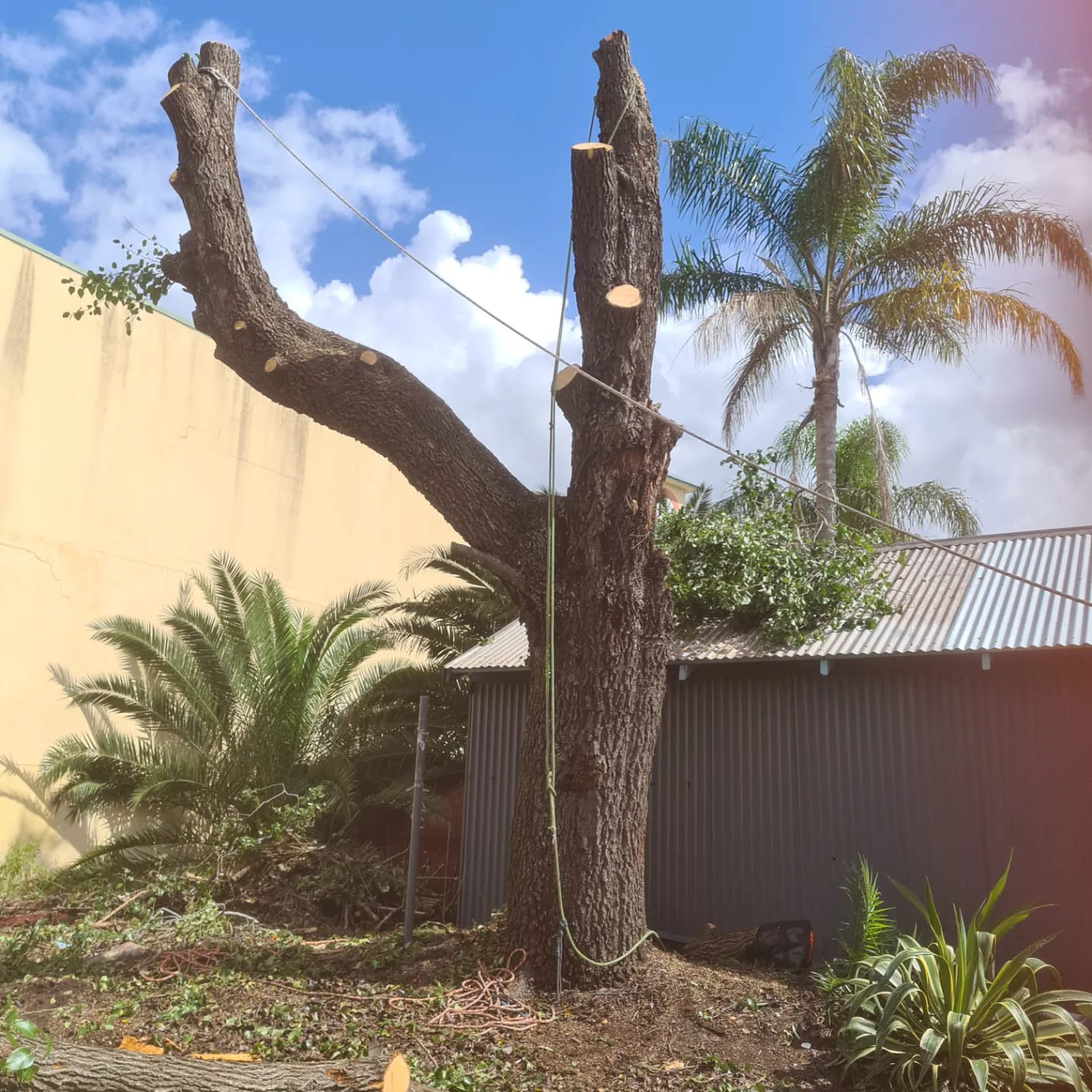 Partially Pruned Tree With Ropes — Lawn Care in Umina Beach, NSW