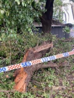 Fallen Tree Trunk — Lawn Care in Umina Beach, NSW