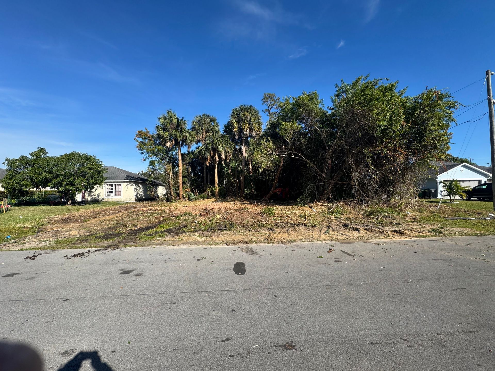 Overgrown lot with palm trees and brush beside a quiet residential street under a blue sky