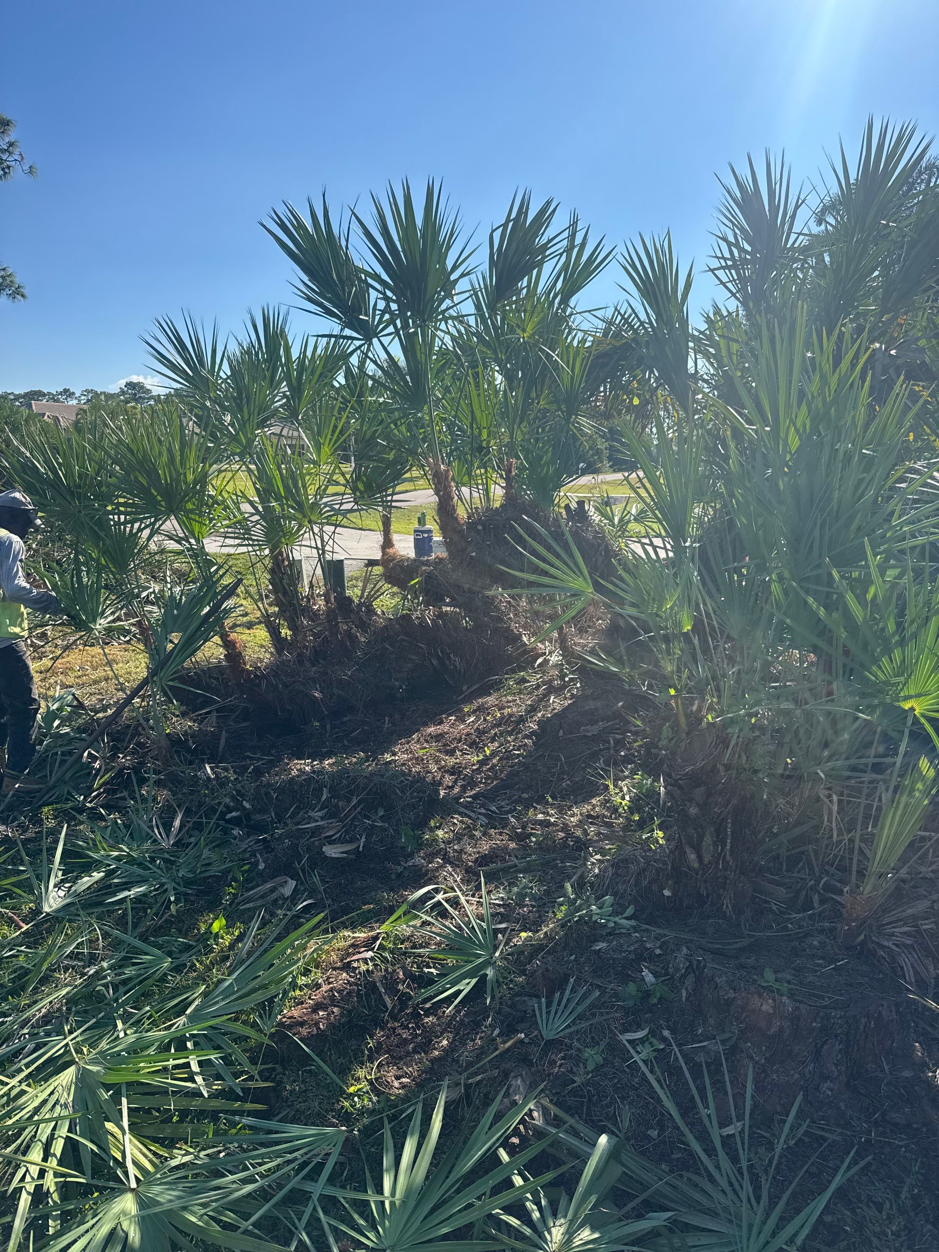 Sunlit desert garden with tall cacti, shrubs, and rocky mulch under a clear blue sky