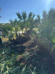 Sunlit desert garden with tall cacti, shrubs, and rocky mulch under a clear blue sky