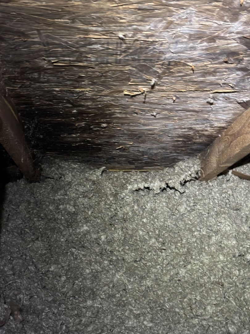 Mold-stained roof sheathing above contaminated attic insulation
