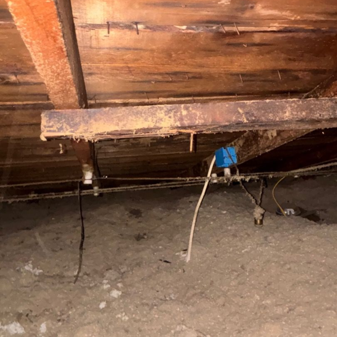 Black mold staining on attic plywood caused by poor ventilation