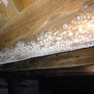 White and gray mold growth on attic sheathing boards