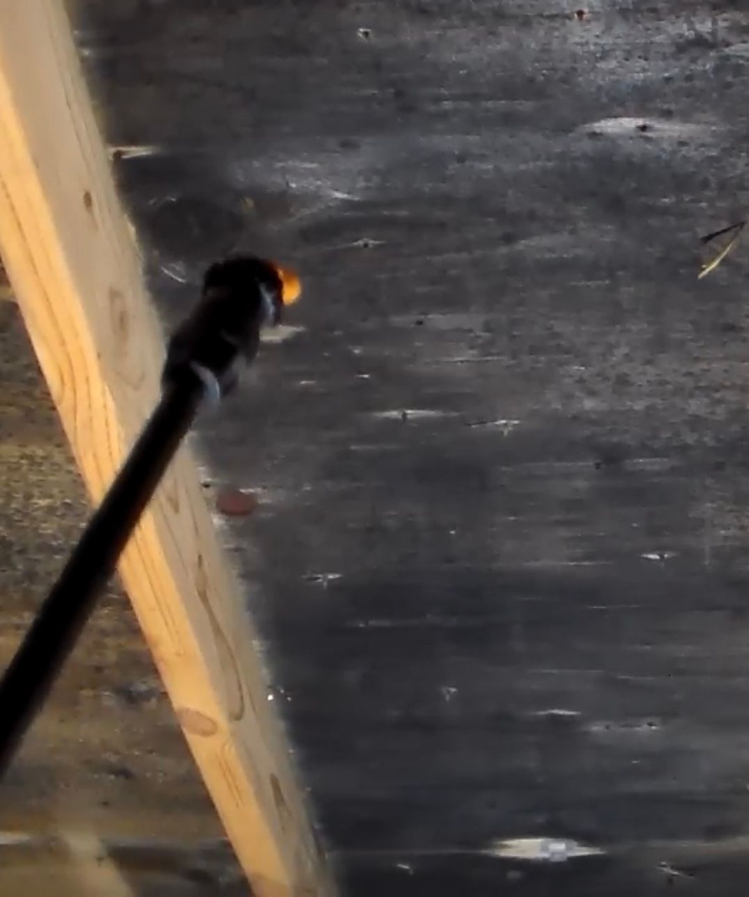 Black mold on attic plywood sheathing up close during antimicrobial treatment