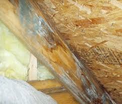 Brown and black mold on OSB roof sheathing and rafter in an attic