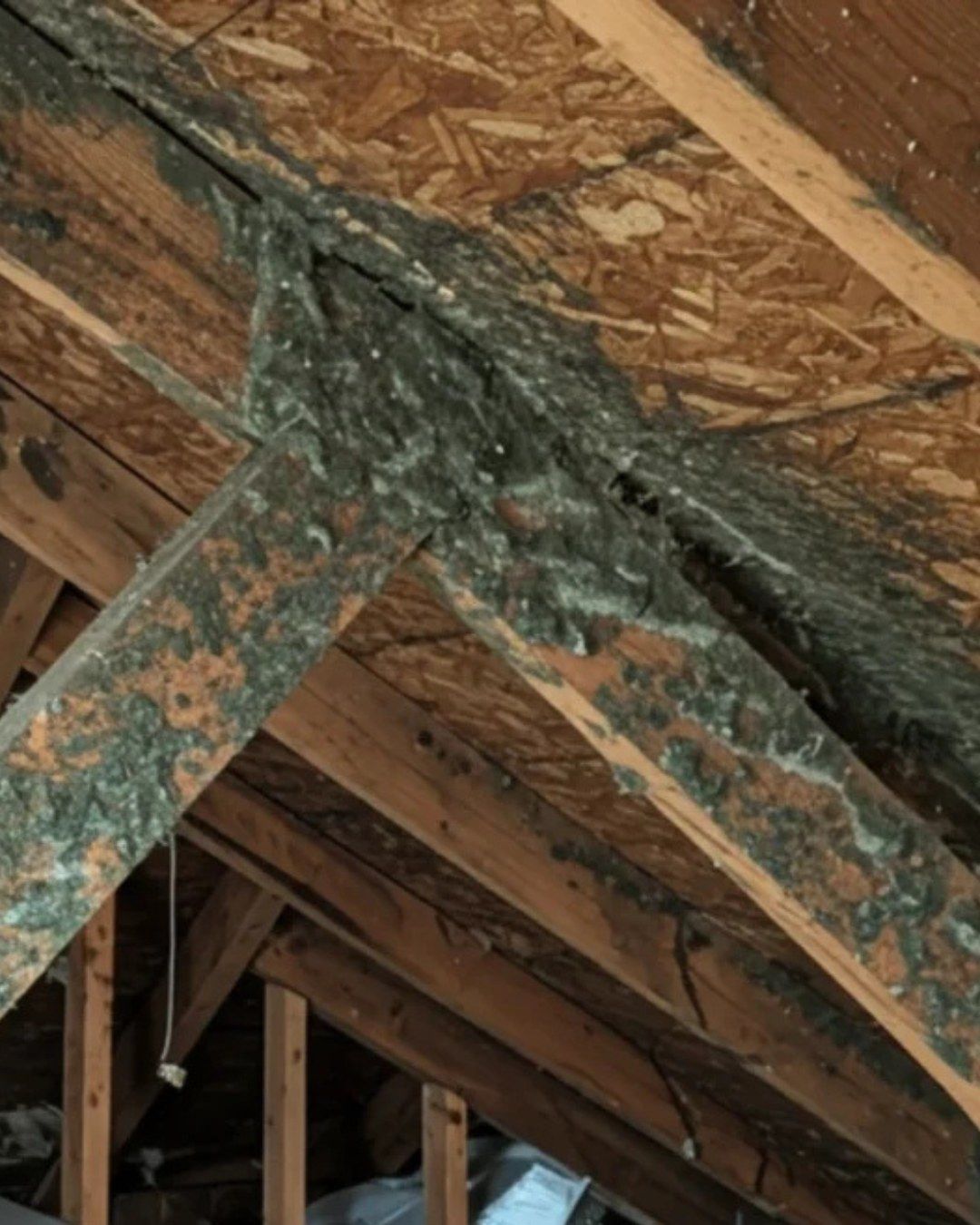 Green and black mold spreading across attic OSB sheathing and a truss