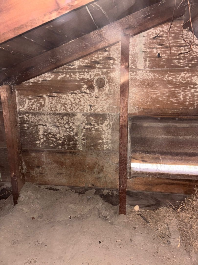 Mold covering roof sheathing boards in a Spokane attic before remediation