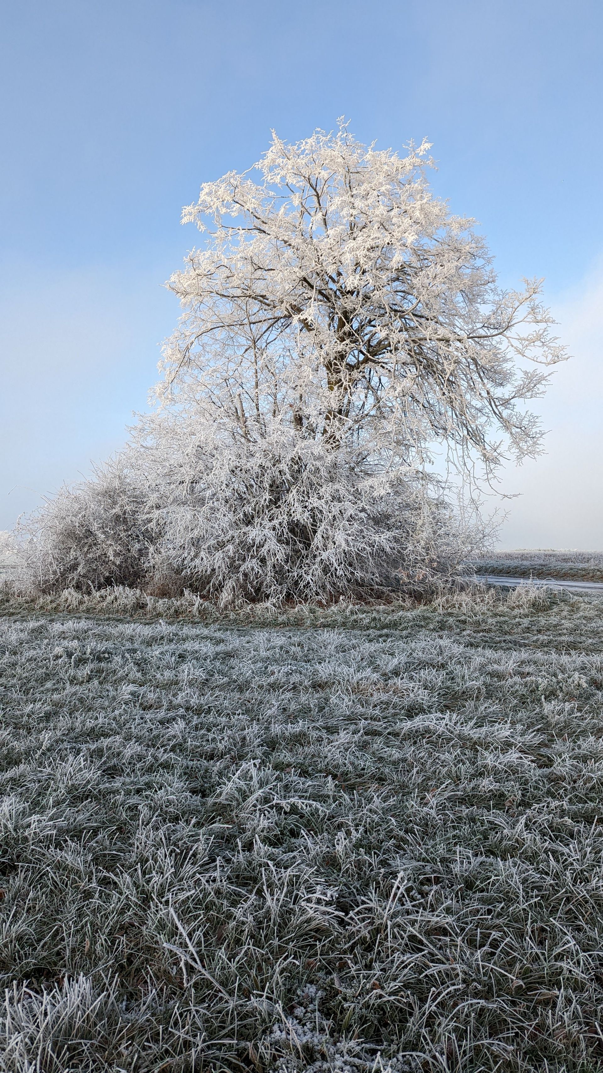 Frost-covered tree in a snowy field under a clear blue sky