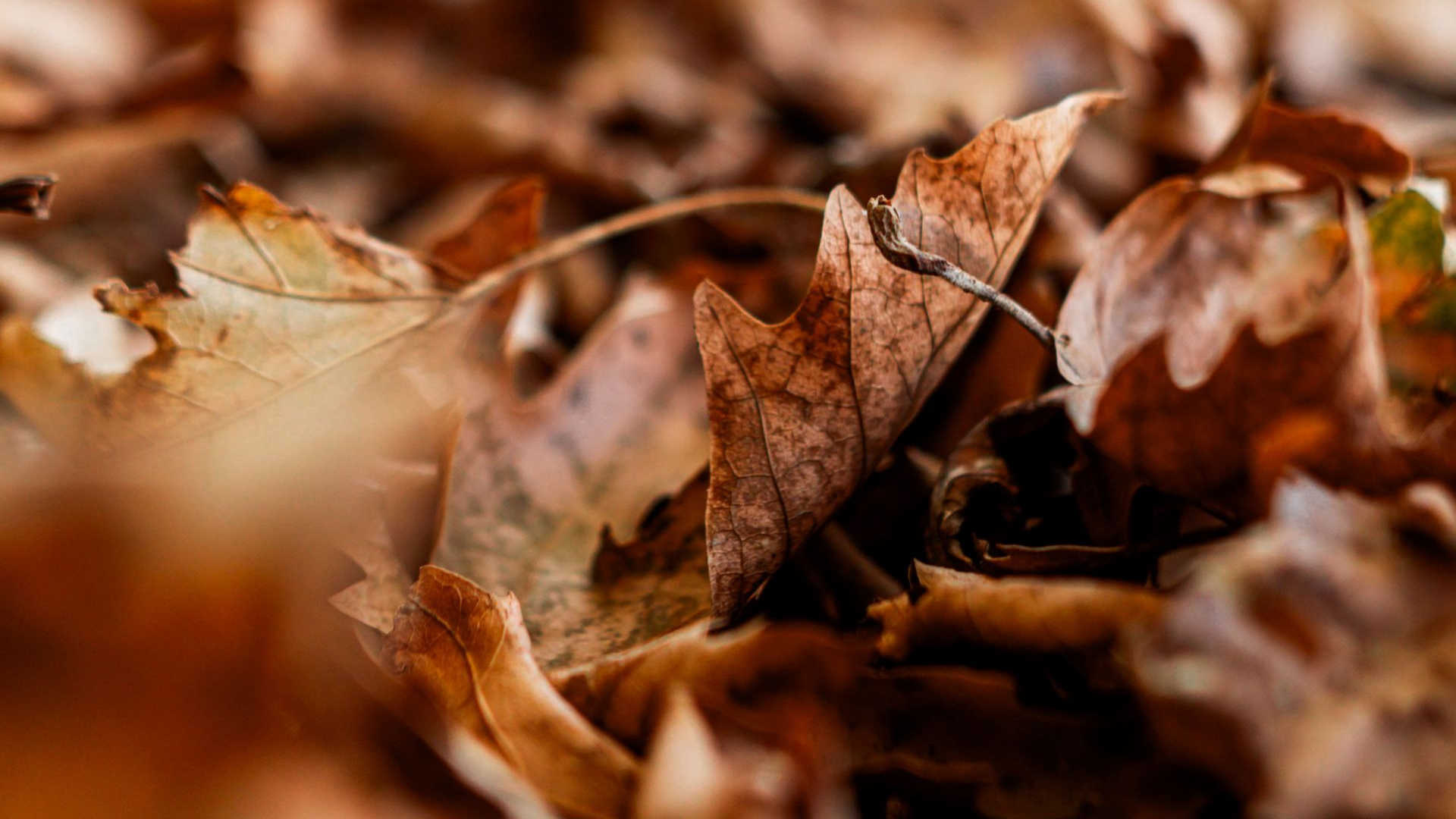 Leaves in the fall regarding Vermiculite insulation around furnace ductwork in a Spokane attic