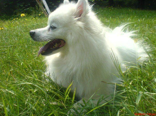 A white dog is laying in the grass with its tongue out.