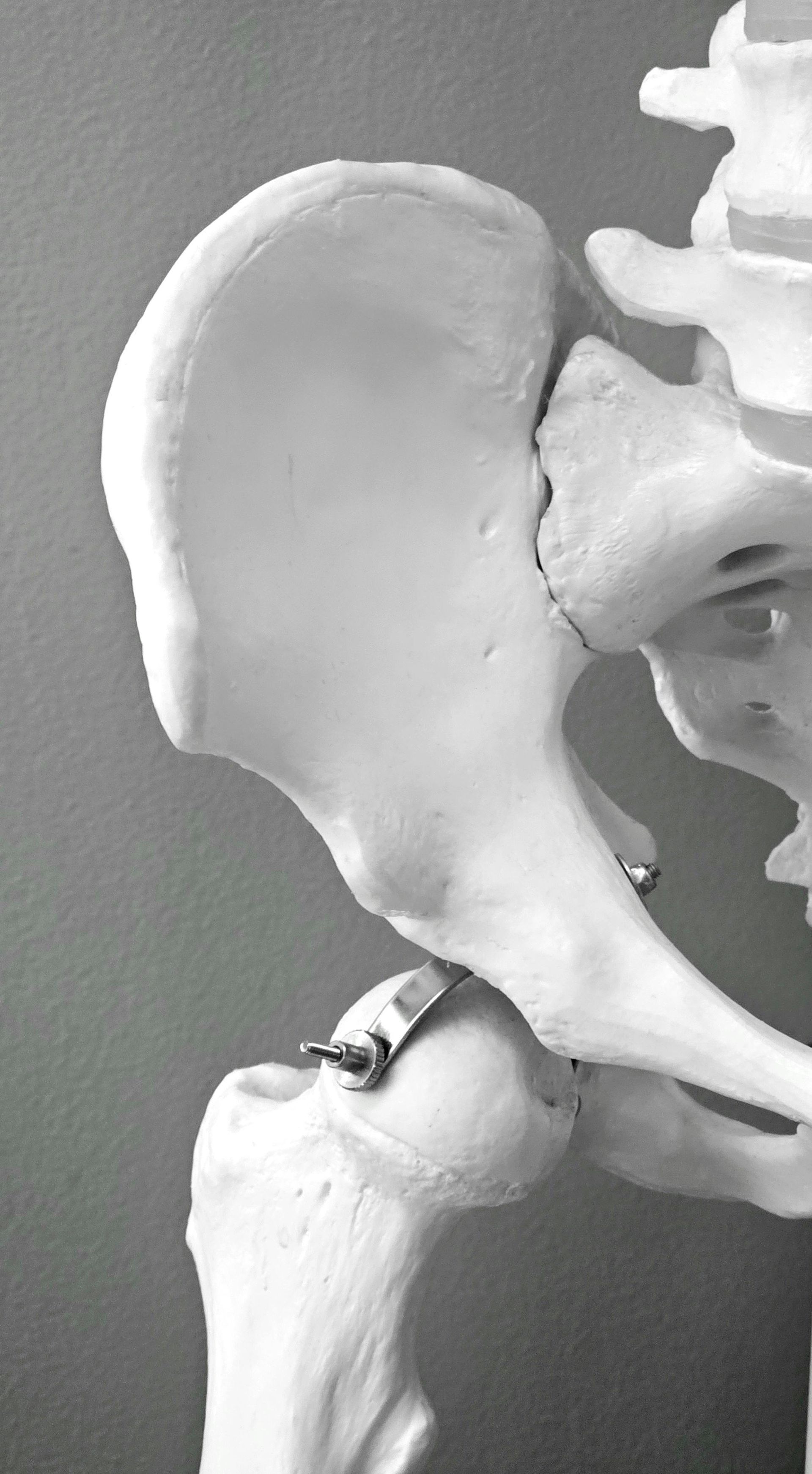 skeleton hip