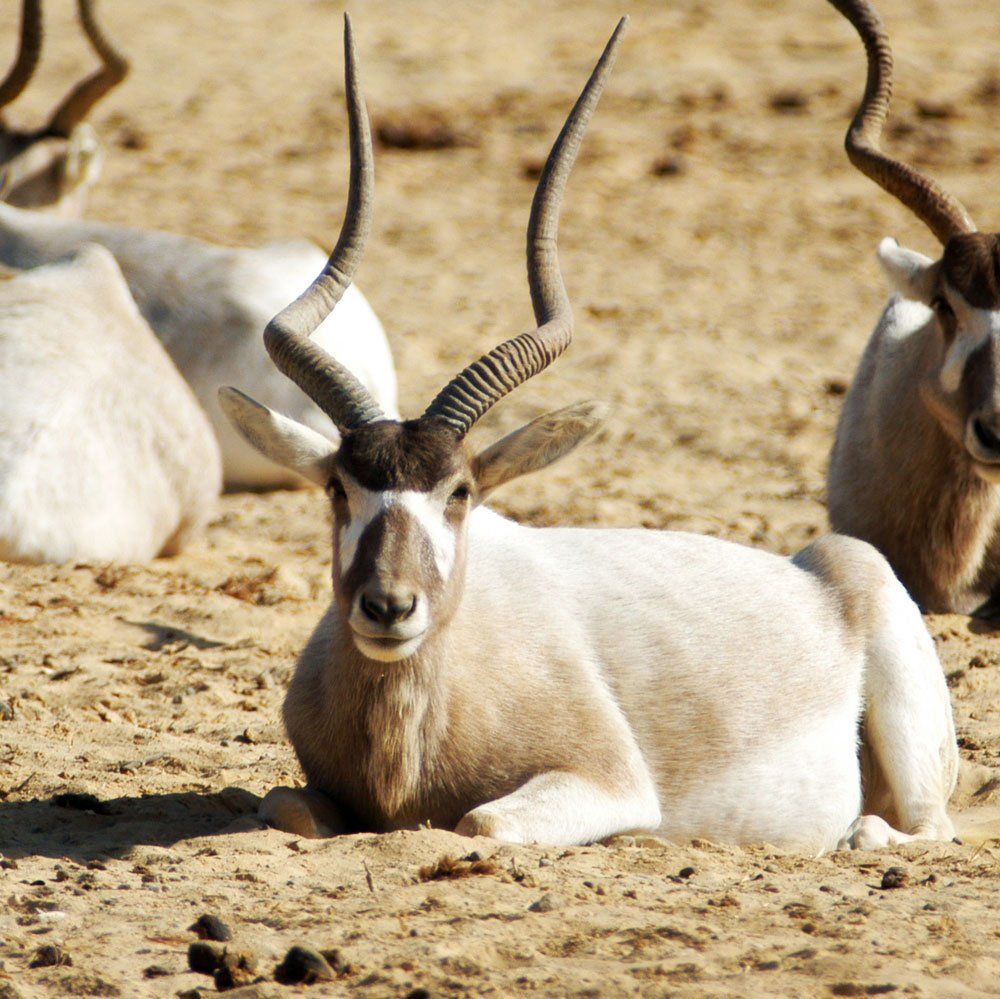 Addax hunting near DFW Texas