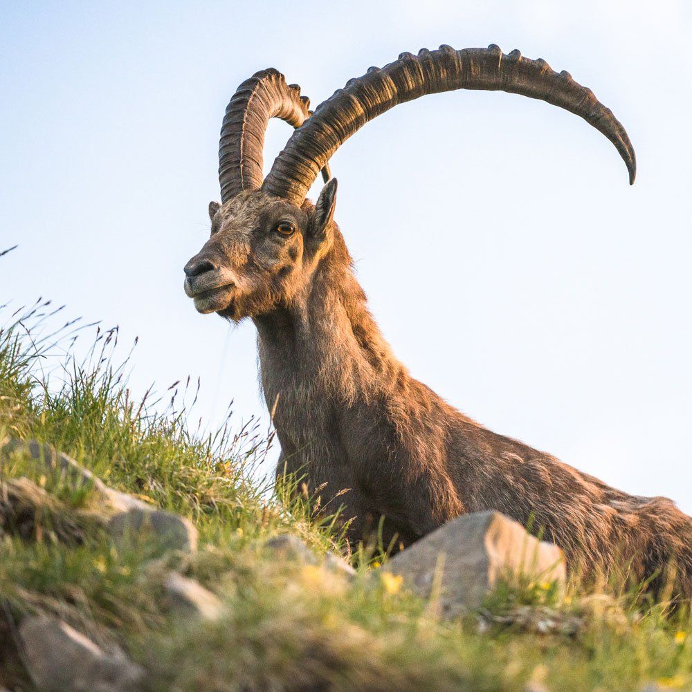 Alpine Ibex hunting near Dallas 