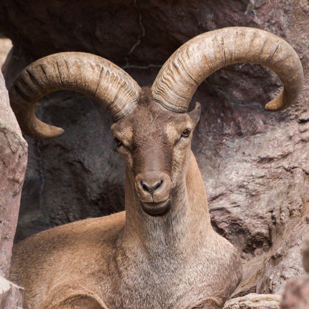 Dagestan Hunting Near Dallas