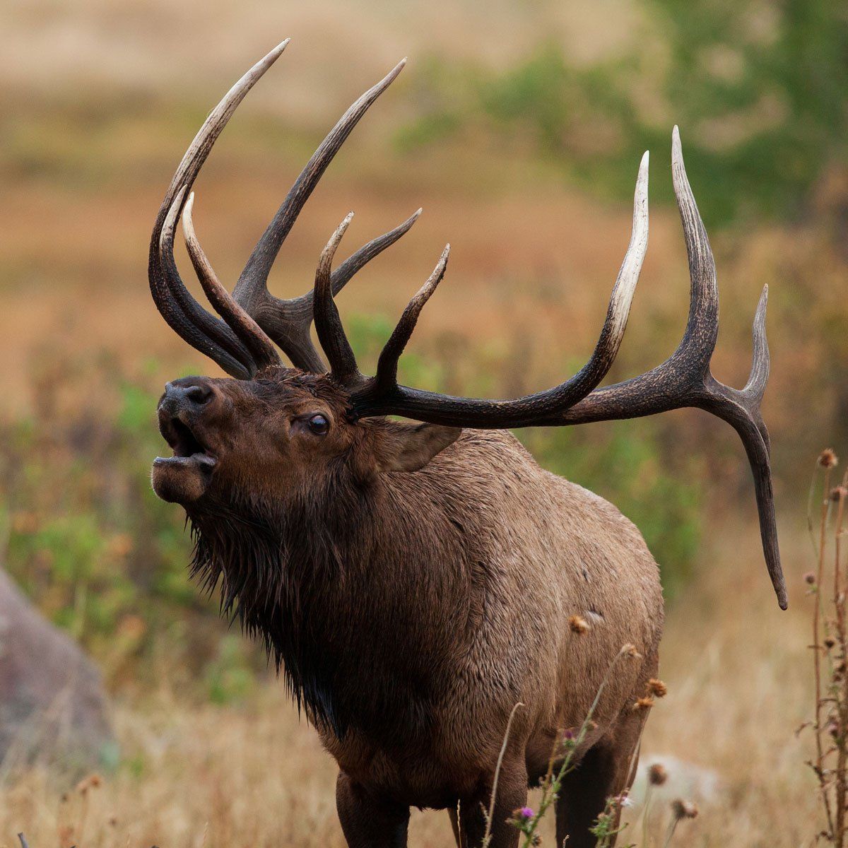 ELK Hunting in DFW Texas