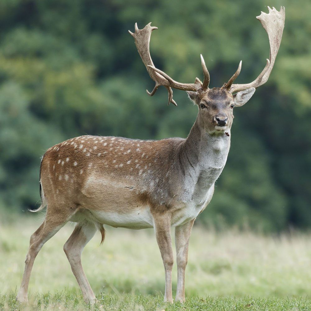 Fallow Deer Hunting in DFW Texas