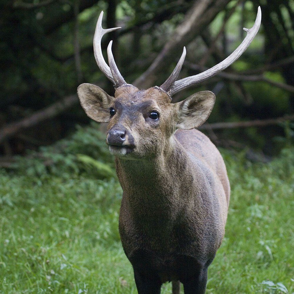 Hog Deer Hunting in DFW Texas