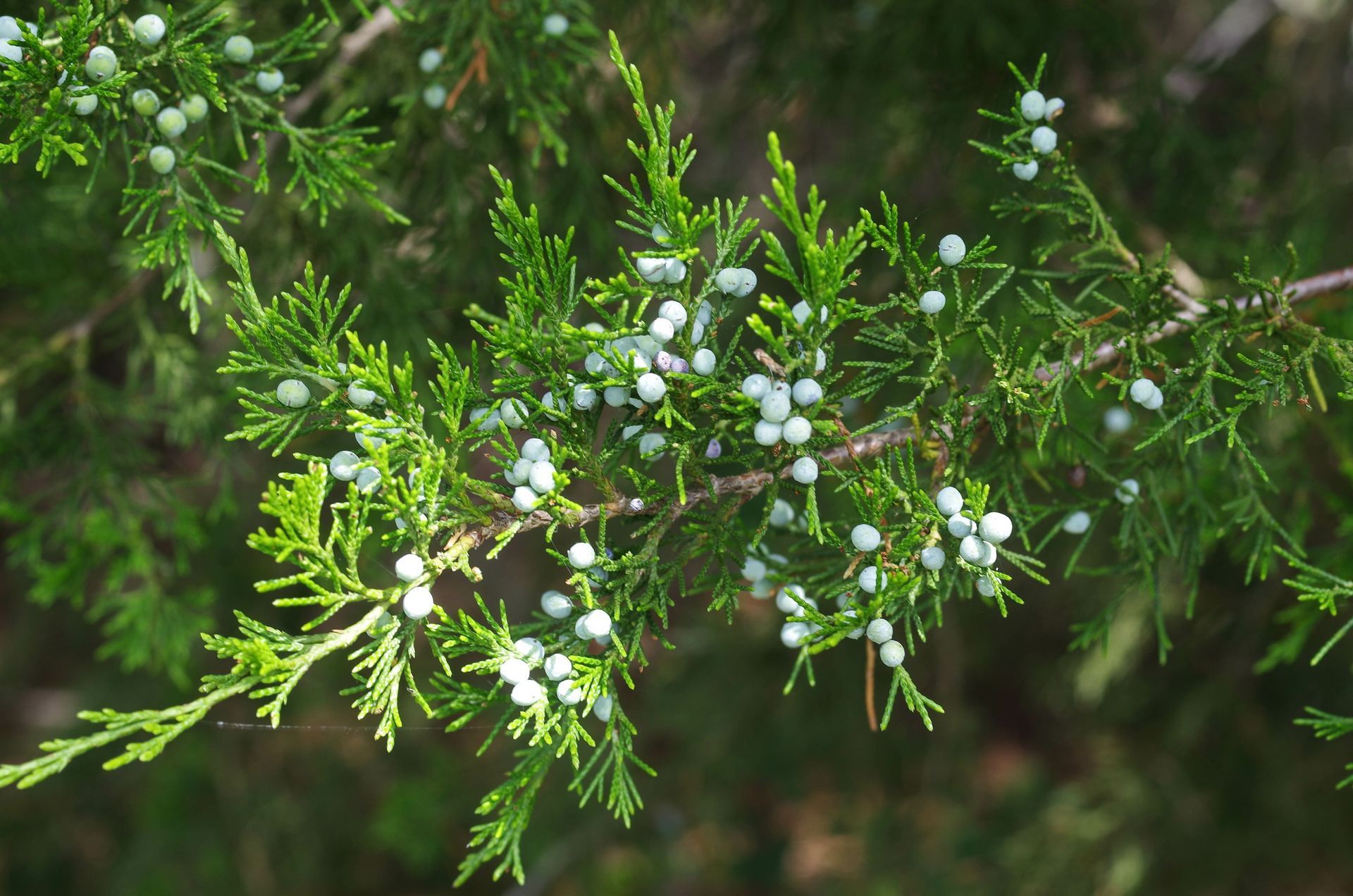 invasive juniper cedar in texas