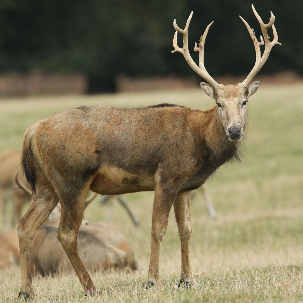 Pere David Deer Hunting in DFW Texas