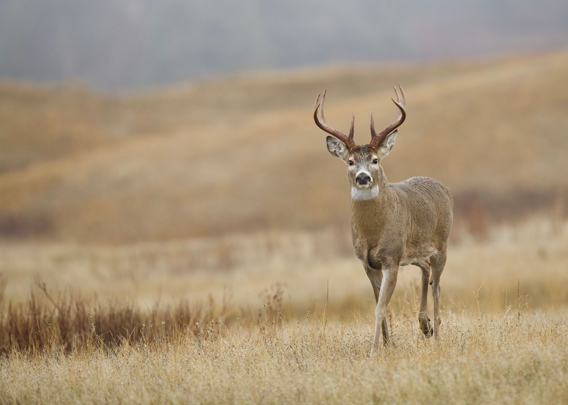 recreational land in texas