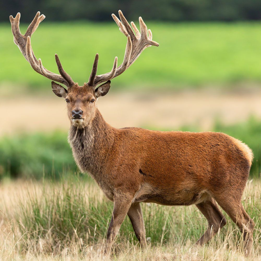 Red Stag Deer Hunting in DFW Texas