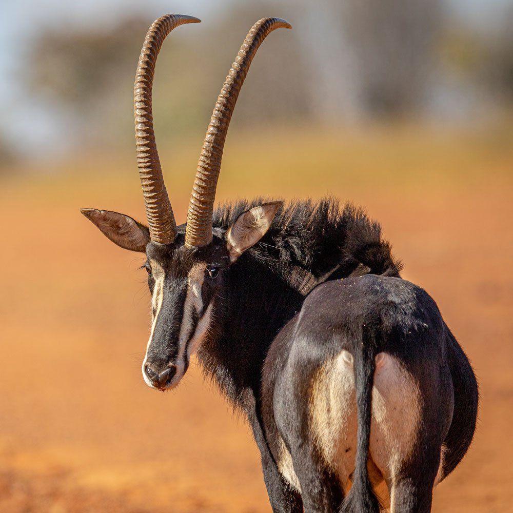Sable hunting near DFW Texas