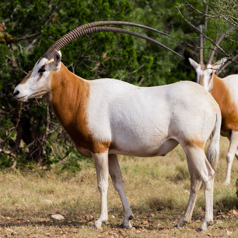 Scimitar Oryx  hunting near DFW Texas