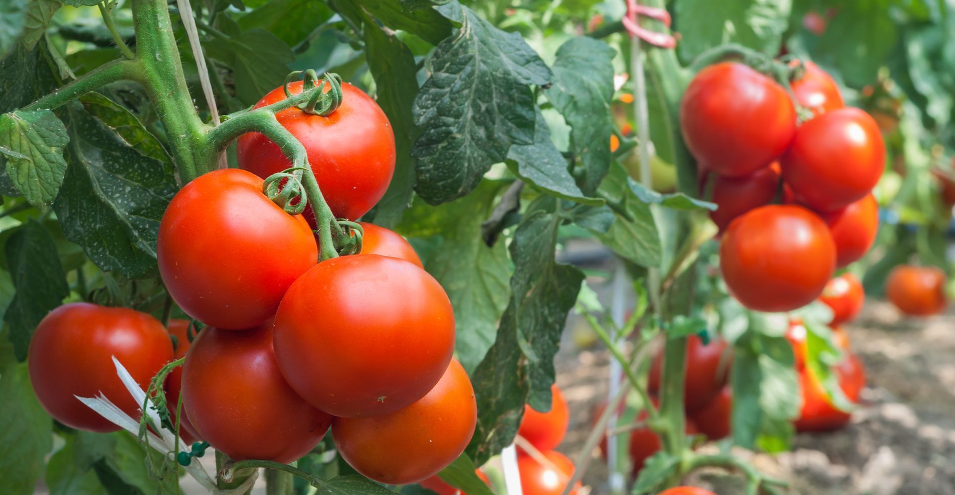 tomato garden on ranch in north texas