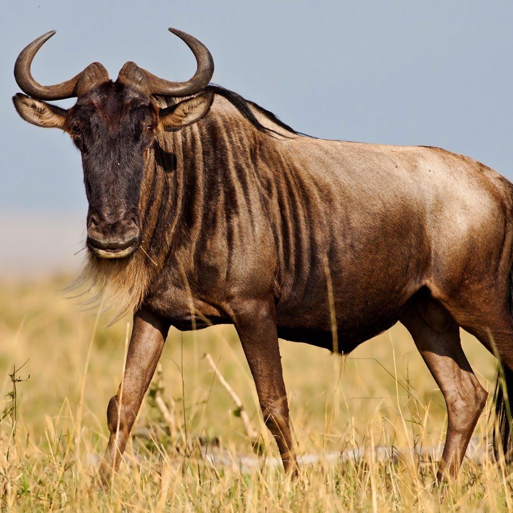 Wildebeest hunting near DFW Texas