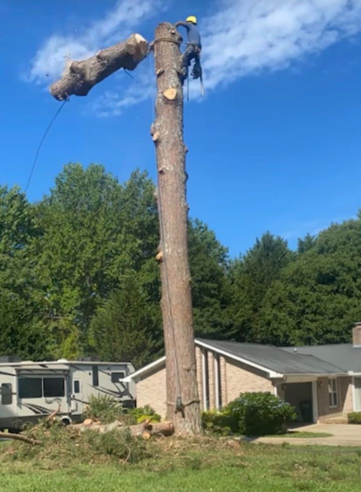 Tree Removal in Pooler, Georgia
