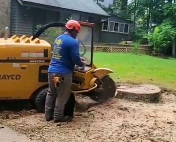 Stump grinding and stump removal in Pooler, Georgia