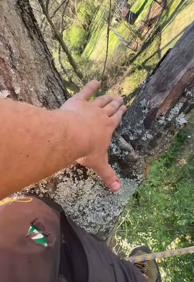 Tree pruning in Pooler, Georgia