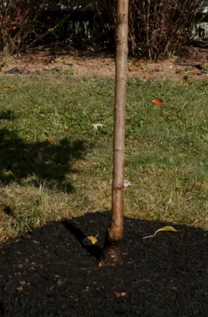 Tree planting in Pooler, GA