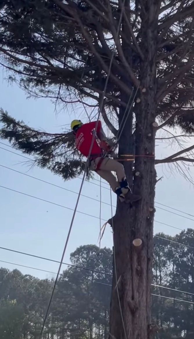 Tree Trimming in Pooler, Georgia