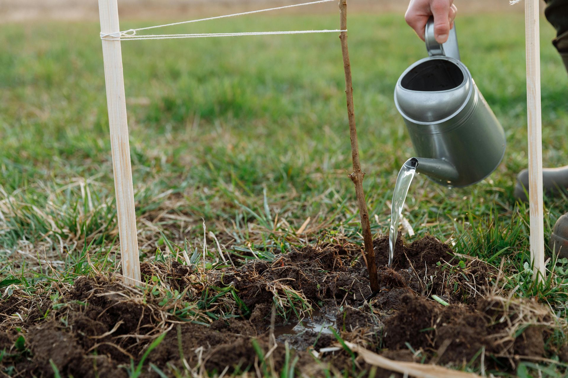 Other tree services in Pooler, GA
