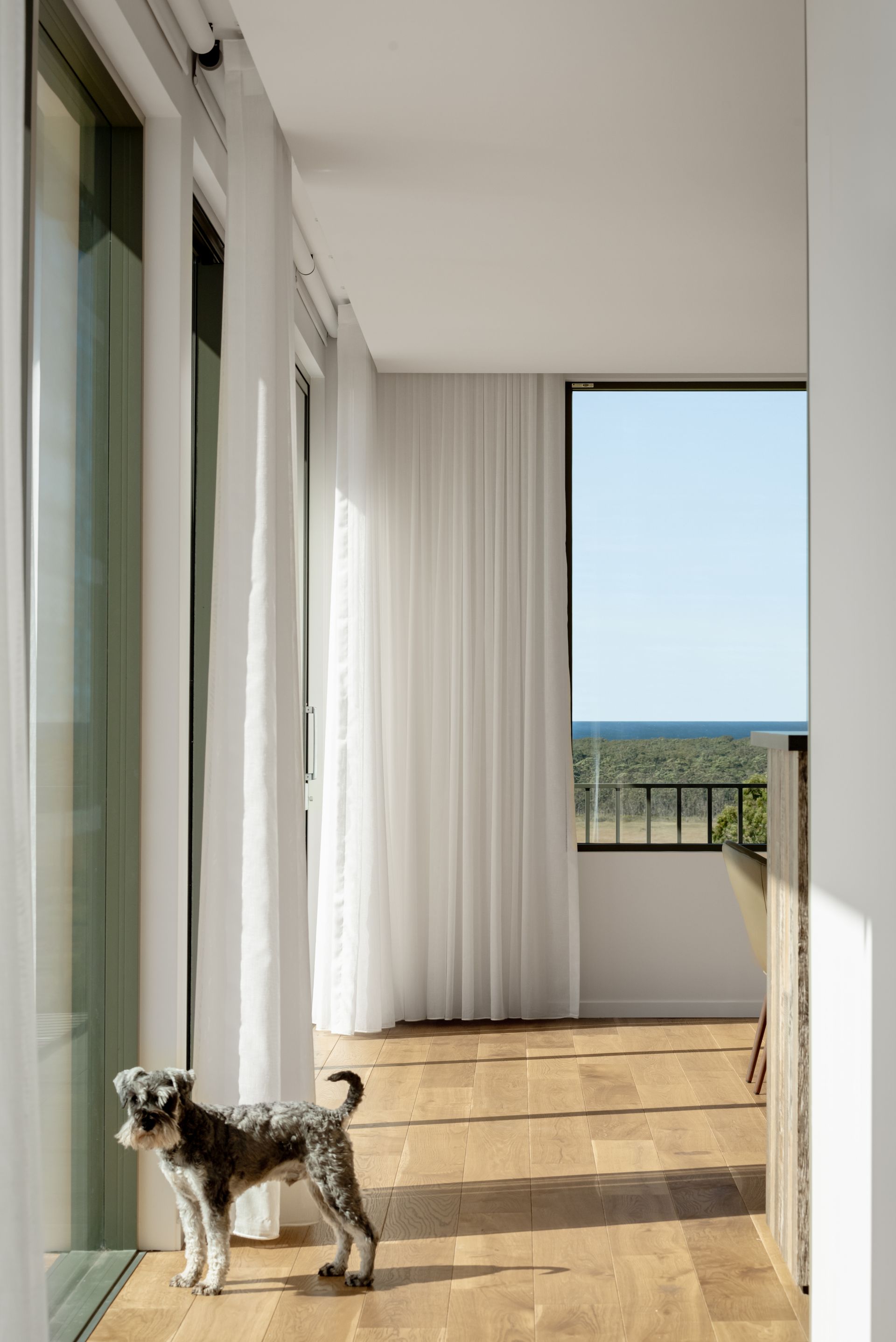 A Small Dog is Standing in a Hallway — QBC Constructions In Seven Mile Beach, NSW