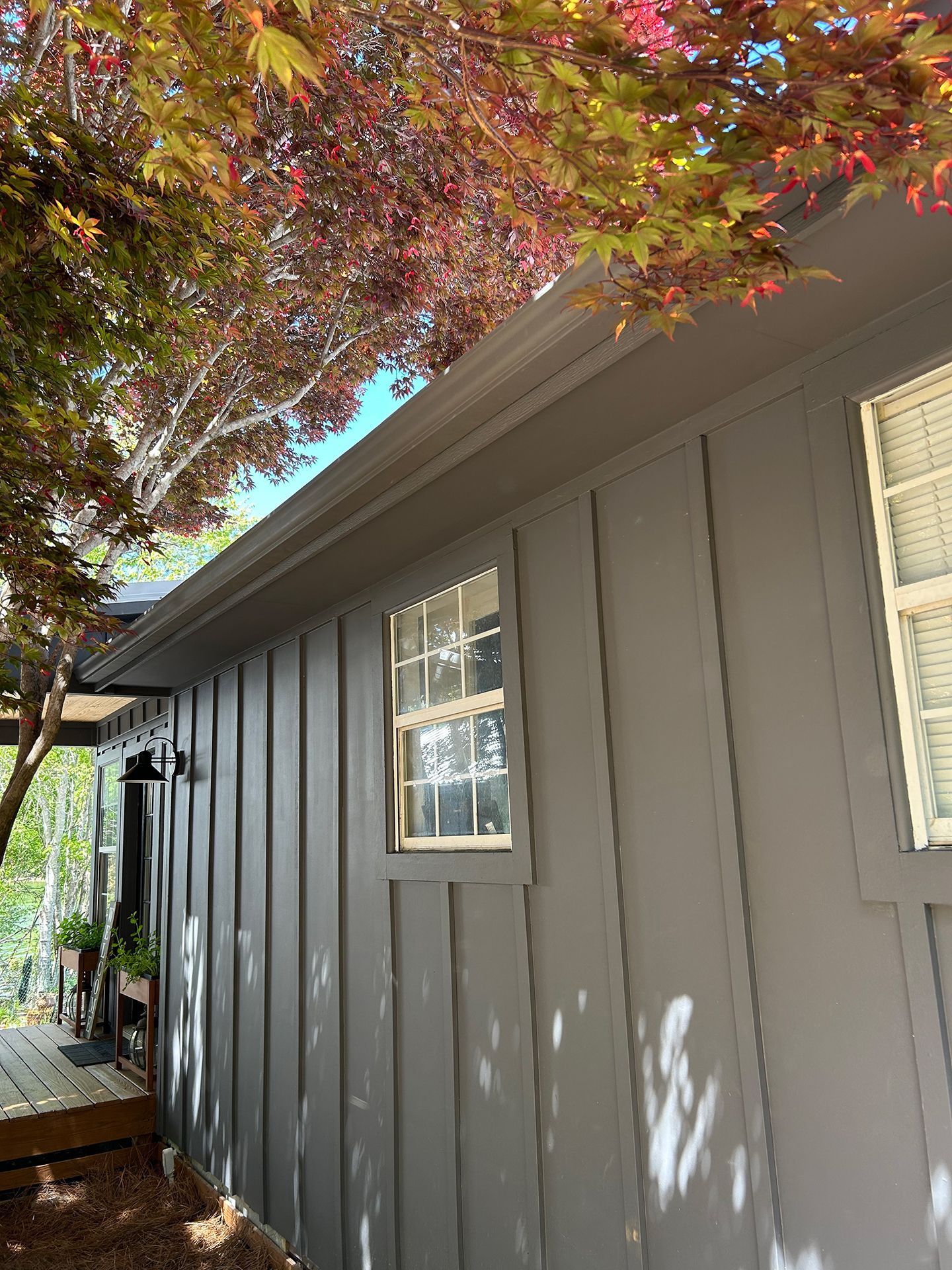 Gray house exterior with white-trimmed windows beneath red and green tree leaves