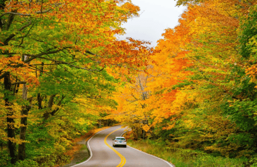 Winding road through dense autumn forest with yellow-orange foliage and a car driving toward the camera