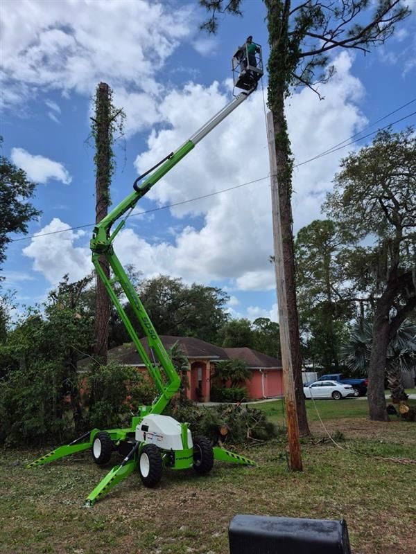 Tree Care Services | DeLand, FL | Treescapes Tree Removal
