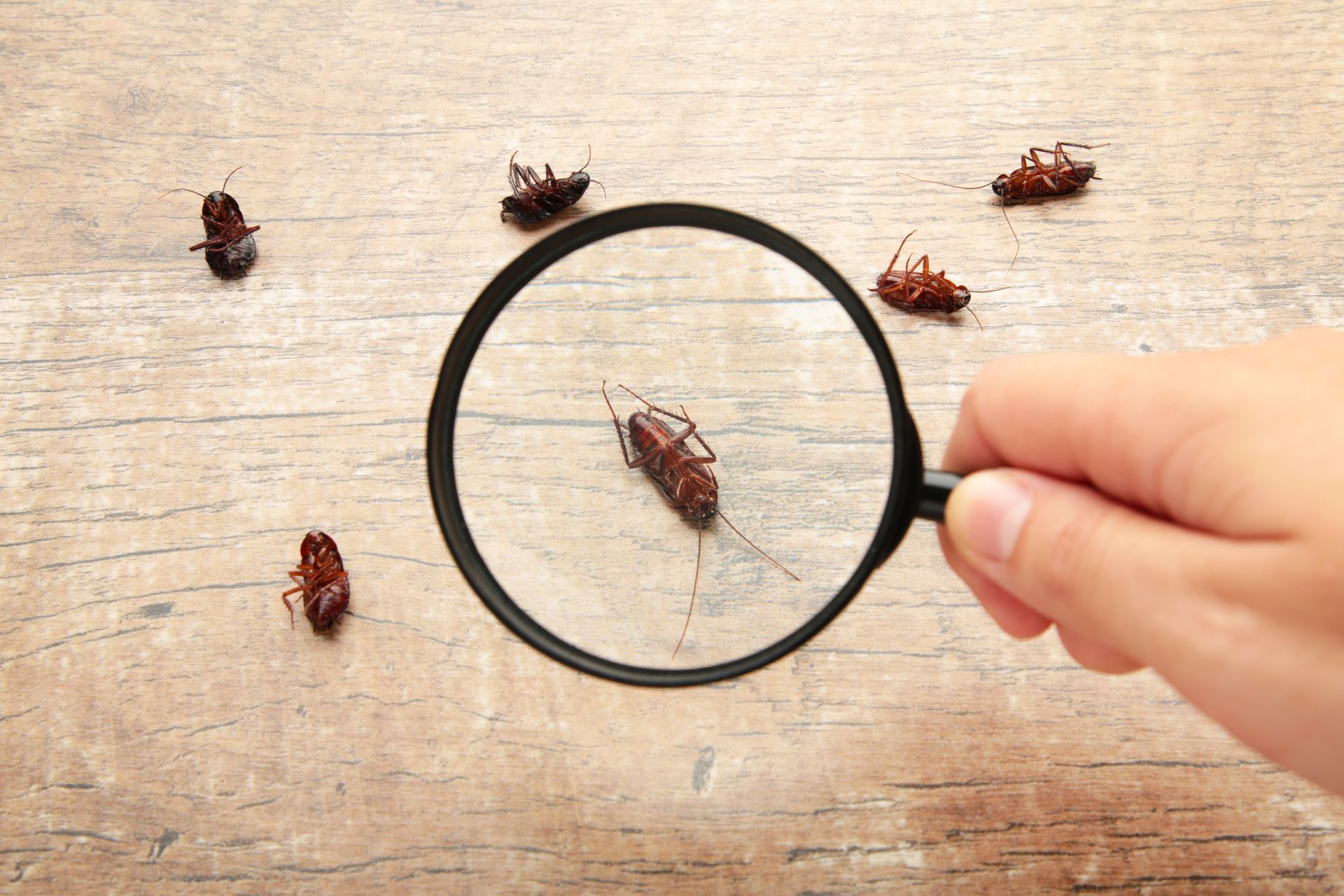 Dead cockroaches examined with a magnifying glass, highlighting a household pest infestation.