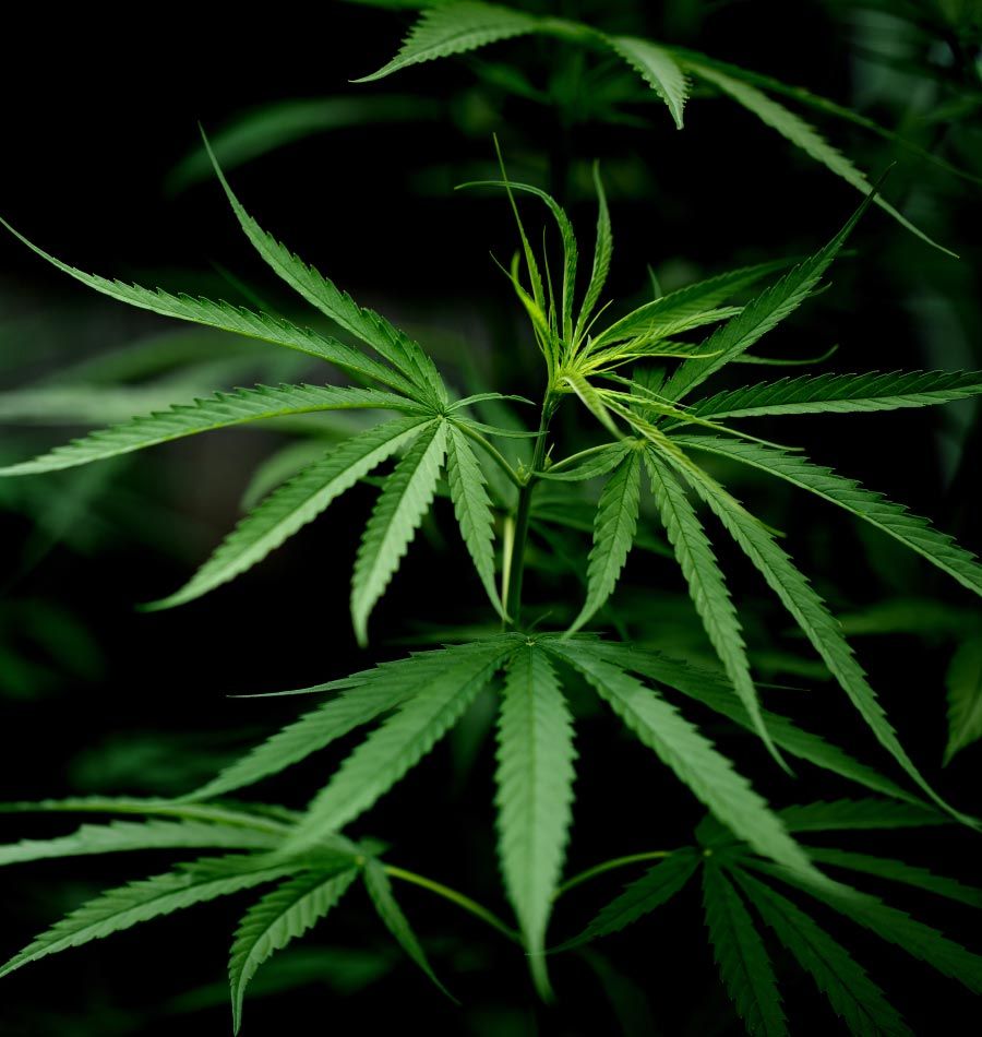 Canadian Cannabis Insurance Program