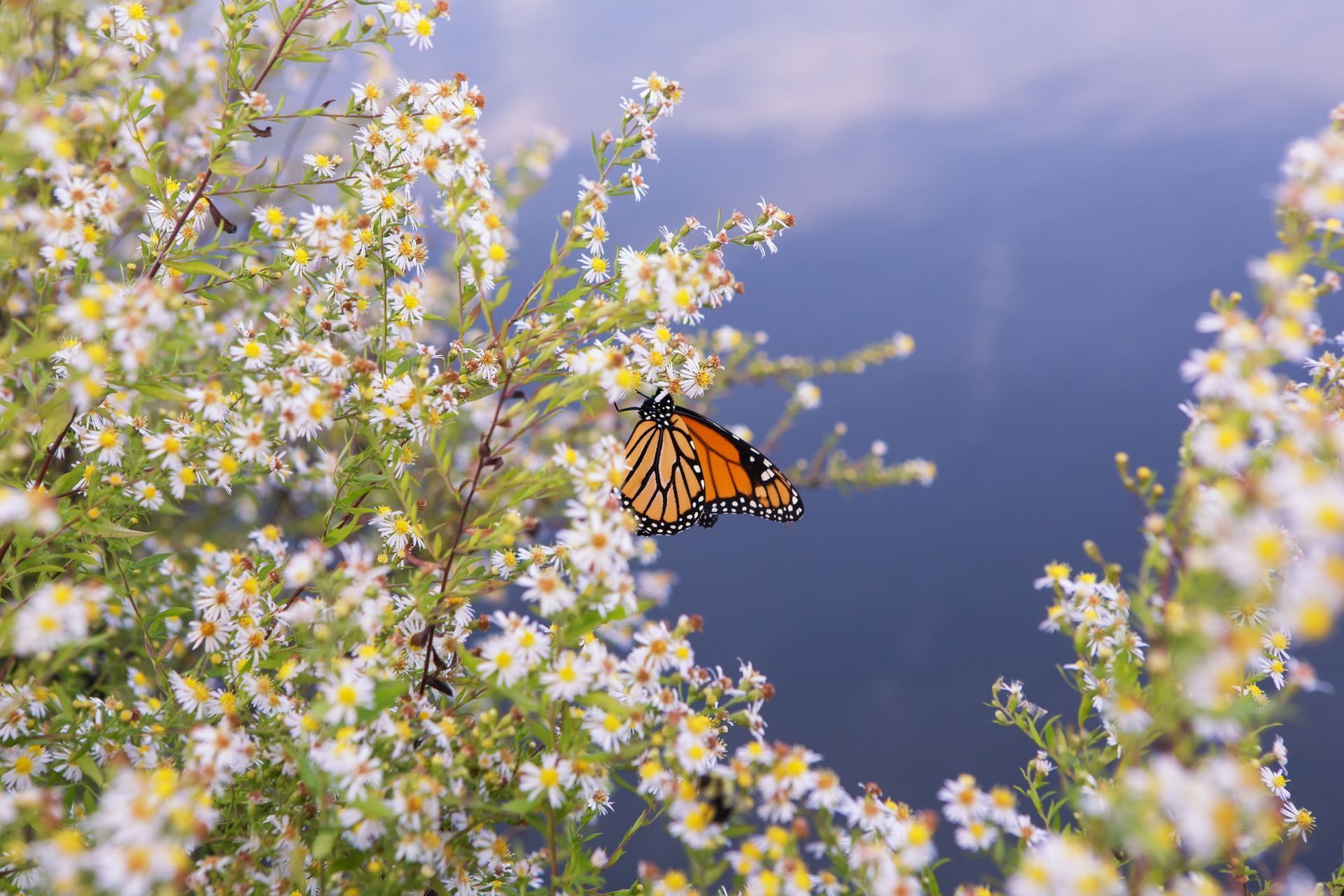 Monarch butterfly on white blossoms beside a calm blue lake