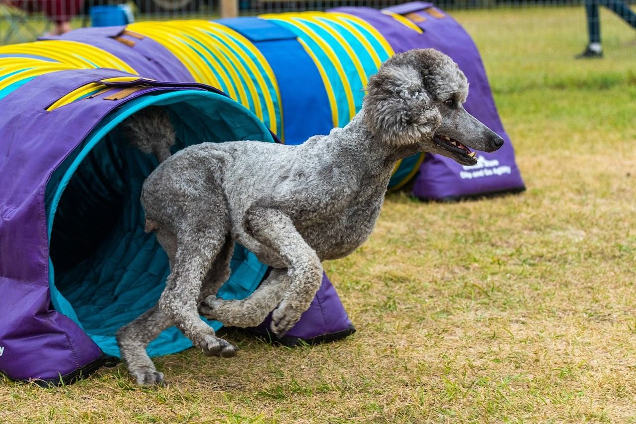 Perfect Pooches Dog Training & Grooming dog grooming listing photo