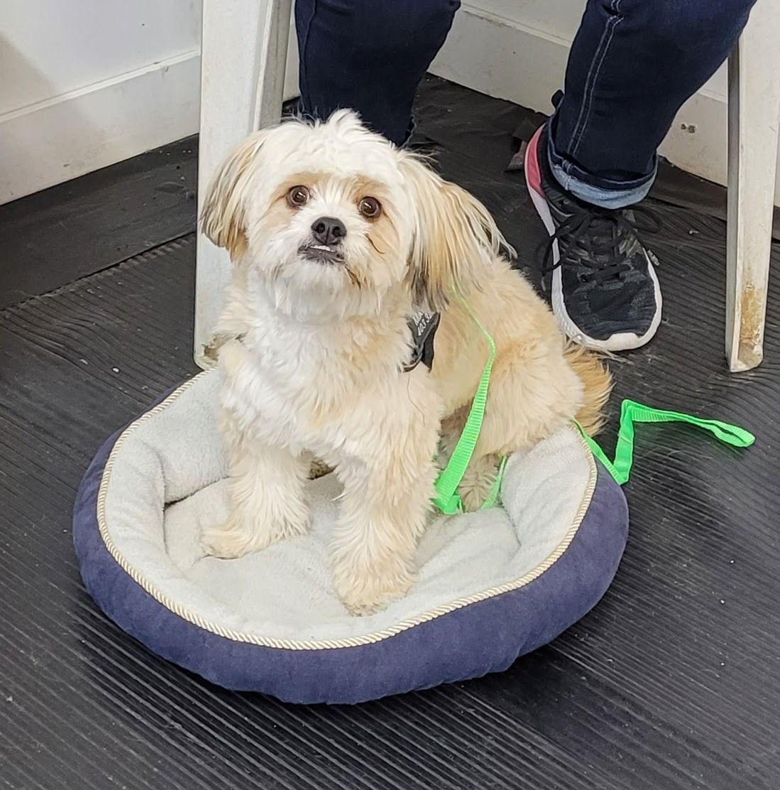 Small beige dog sitting in a bed on a dark floor, leash attached, with person in jeans and sneakers.