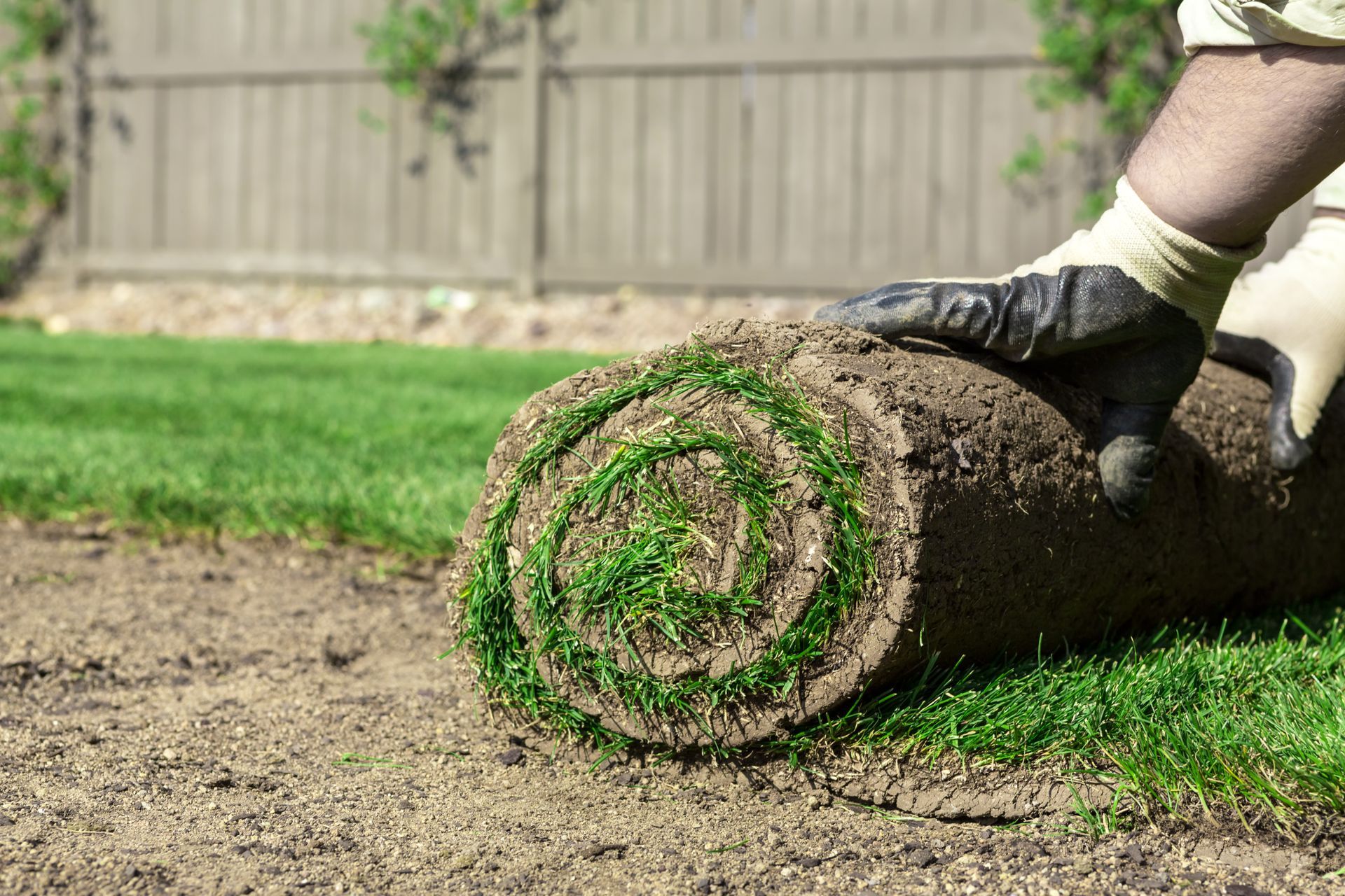 Rolled sod being laid on bare soil by gloved hands in a yard