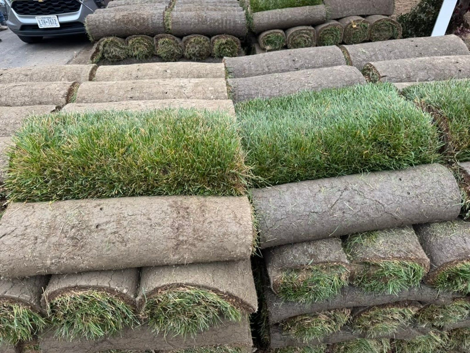 Stacked rolls of sod in a yard, with patches of green grass between beige grass rolls.